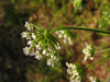 Chaerophyllum temulum