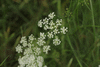 Conopodium majus