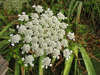 Daucus carota