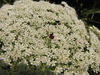 Daucus carota