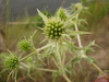 Eryngium campestre