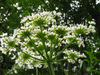 Heracleum sphondylium