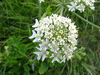 Heracleum sphondylium