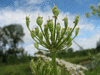 Heracleum sphondylium