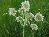 Oenanthe silaifolia