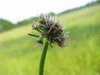 Oenanthe silaifolia