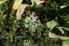 Pimpinella saxifraga