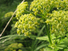 Smyrnium olusatrum