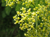 Smyrnium olusatrum