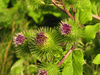 Arctium lappa