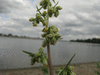 Artemisia vulgaris