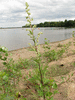 Artemisia vulgaris