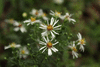 Symphyotrichum  lanceolatum 