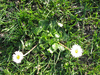 Bellis perennis