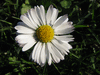 Bellis perennis