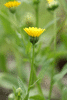 Calendula arvensis