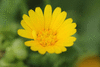 Calendula arvensis