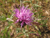 Centaurea jacea