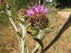 Centaurea jacea