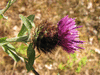 Centaurea jacea