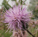 Cirsium arvense