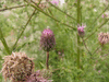 Cirsium arvense