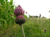 Cirsium tuberosum