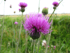 Cirsium tuberosum