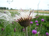 Cirsium tuberosum