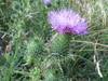 Cirsium vulgare