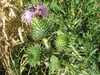 Cirsium vulgare