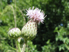 Cirsium vulgare