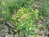 Erigeron sumatrensis