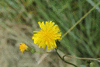 Crepis  capillaris