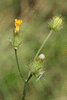 Crepis setosa