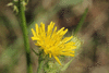 Crepis setosa