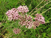 Eupatorium cannabinum