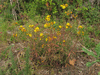 Hieracium umbellatum