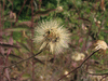 Hieracium umbellatum