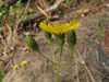 Hieracium umbellatum