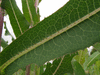 Lactuca serriola