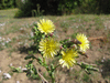 Lactuca serriola