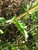 Leucanthemum vulgare