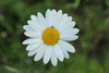 Leucanthemum vulgare