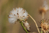 Senecio inaequidens