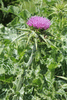 Silybum marianum