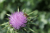 Silybum marianum