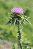 Silybum marianum