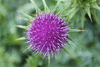 Silybum marianum