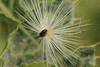 Silybum marianum